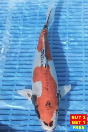 F131 Doitsu Kujaku 12to14in £190.JPG