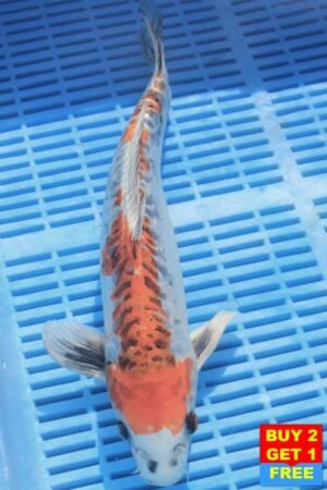 F132 Doitsu Kujaku 12to14in £190.JPG