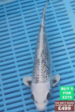 F135 Gin Rin Gin Matsuba 7to8in £60.JPG