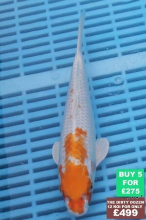 F136 Hariwake 7to8in £60.JPG