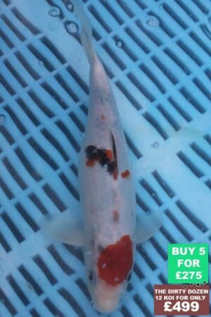 F138 Sanke 7to8in £60.JPG