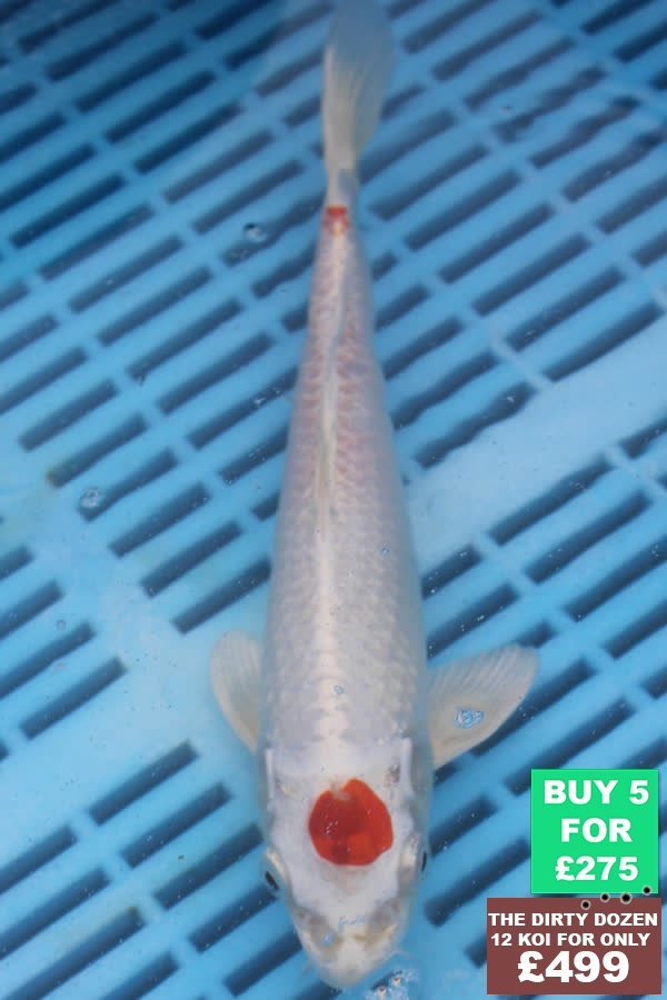 F139 Tancho Hariwake 7to8in £60.JPG