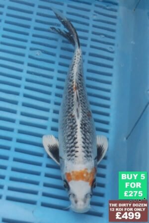 F140 Kujaku 7to8in £60.JPG