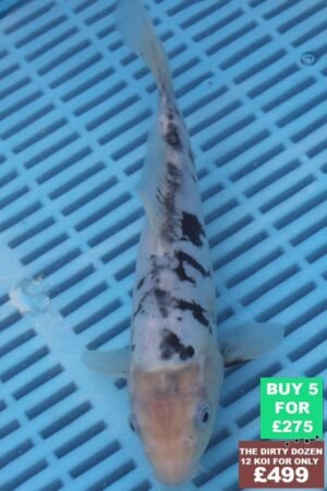 F141 Doitsu Shiro Bekko 7to8in £60.JPG
