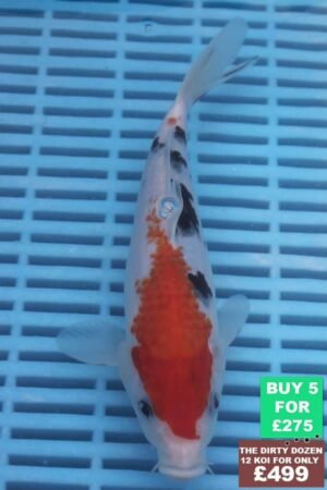 F144 Sanke 7to8in £60.JPG