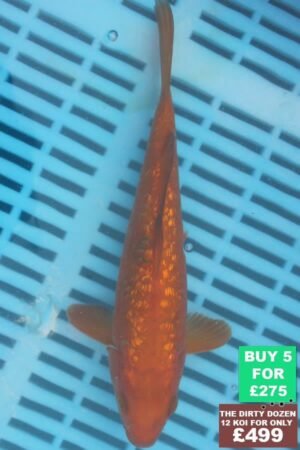 F145 Gin Rin Chagoi 7to8in £60.JPG