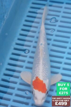 F146 Tancho Hariwake 7to8in £60.JPG