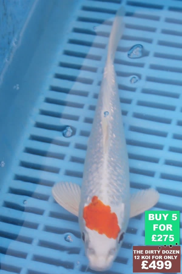 F146 Tancho Hariwake 7to8in £60.JPG
