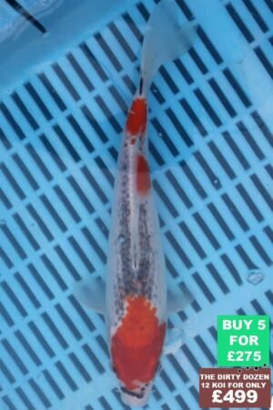 F148 Goshki 7to8in £60.JPG