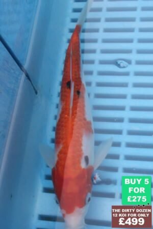 F151 Sanke 7to8in £60.JPG