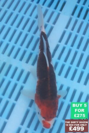 F152 Goromo 7to8in £60.JPG