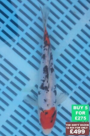F153 Doitsu Sanke 7to8in £60.JPG