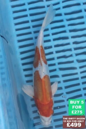 F157 Kikisui 7to8in £60.JPG