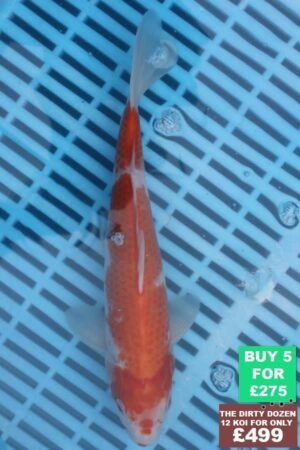 F158 Kohaku 7to8in £60.JPG